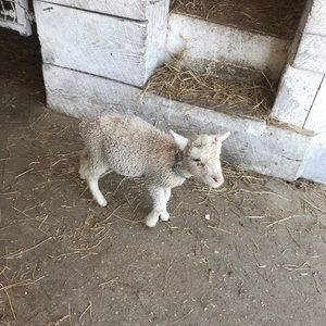 Meet your Posher, Thaseen